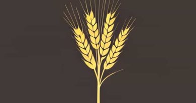 Dbw 303 Wheat Variety Details In Hindi