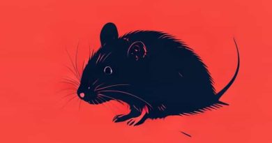 Fall Out Boy Rat A Tat