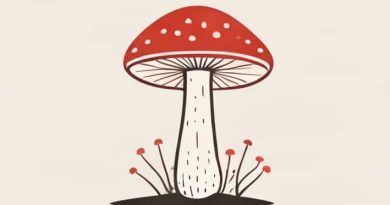 Fungi Which Produce Exogenous Sexual Spores Is