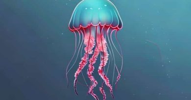 How Do You Get Stung By A Jellyfish