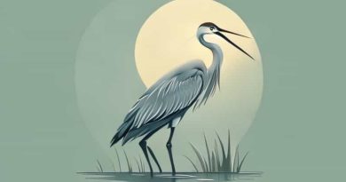 How Heron Is Suited To Its Habitat