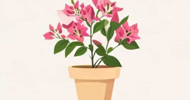 How To Care For Bougainvillea In Pots