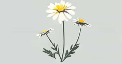 How To Get Rid Of Common Tansy