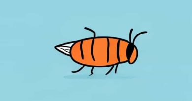 How To Get Rid Of Fly Pupae