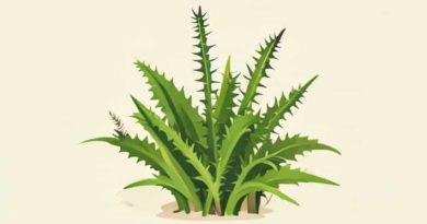 How To Get Rid Of Pricker Weeds