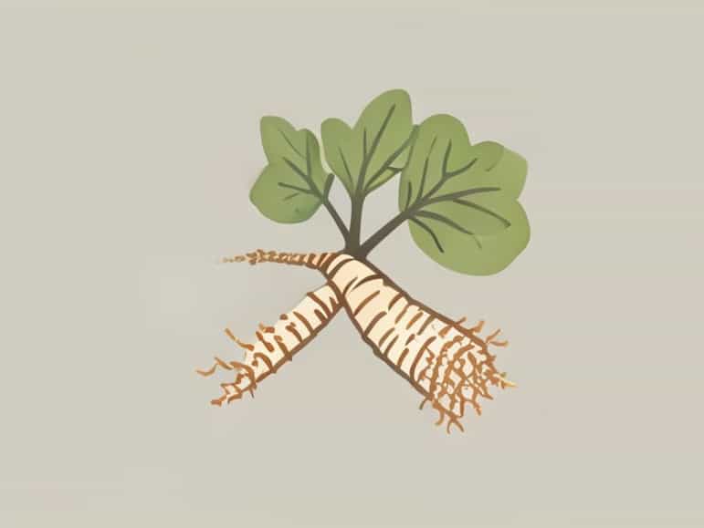 Is Burdock Root Good For You