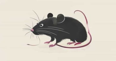 Justify The Title Of The Lesson The Rattrap