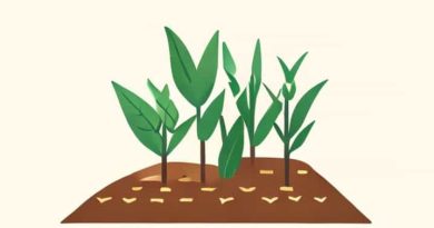 Kharif Crops Are Cultivated From Dash To Dash