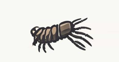 Of Invertebrate Phylum With Exoskeleton & Segmented Body