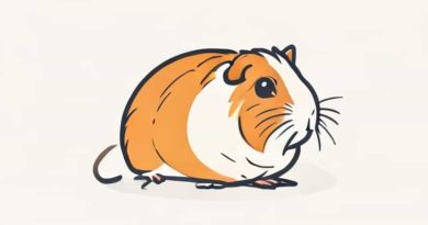Reasons Not To Get A Guinea Pig
