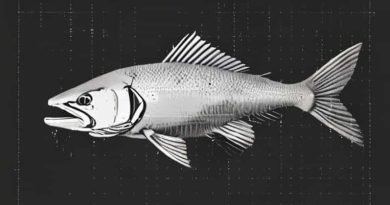 Rinsed A Thrashing Herring Crossword Clue