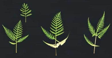 Schematically Explain The Life Cycle Of Pteridophyte