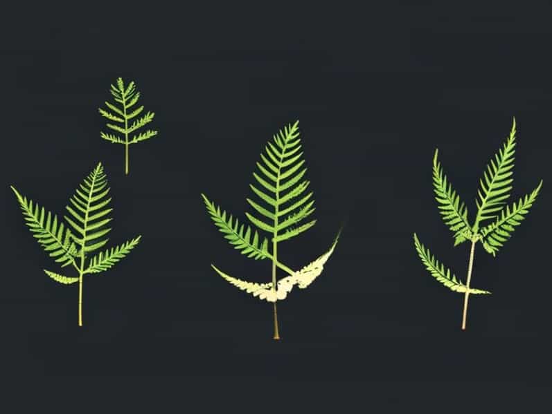 Schematically Explain The Life Cycle Of Pteridophyte