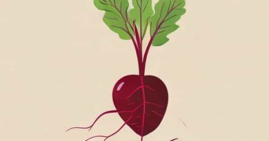 Beet With Large Root Cultivated As Stockfeed