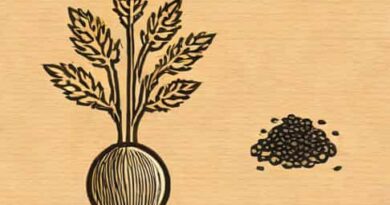 Difference Between Carom And Caraway Seeds