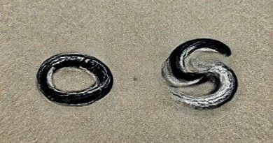 Difference Between Cottonmouth And Water Moccasin