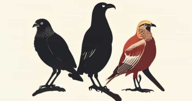 Famous Birds Studied By Darwin On The Galapagos