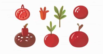 Foods Rich In Estrogen For Breast Enlargement