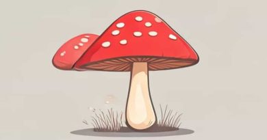 Fungi Which Produce Exogenous Asexual Spores Is