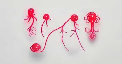 Glands Of Swammerdam Are Found Associated With