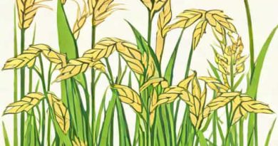 Grasses Cultivated For Their Seeds Are Called