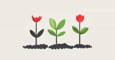 In An Angiosperm'S Life Cycle What Is Germination