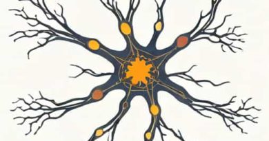 Motor Neurons Of The Autonomic Nervous System