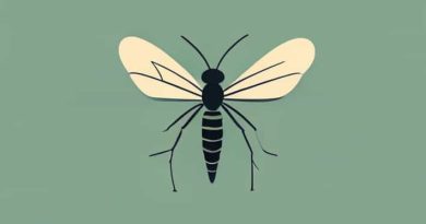 Name Of The Mosquito That Causes Elephantiasis