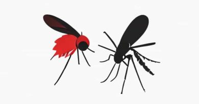 Recognize Bite Of Dengue And Normal Mosquito