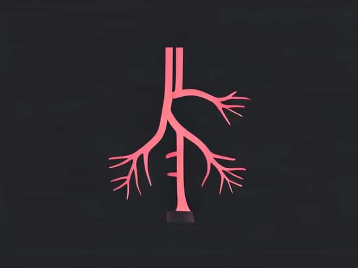 Recurrent Laryngeal Nerve What Does It Innervate