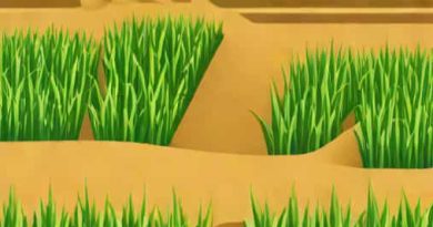 Ridge And Furrow Method Of Sugarcane Planting