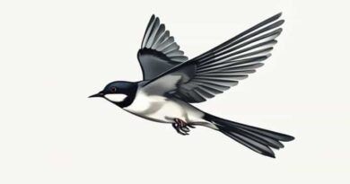 The Airspeed Velocity Of An Unladen Swallow