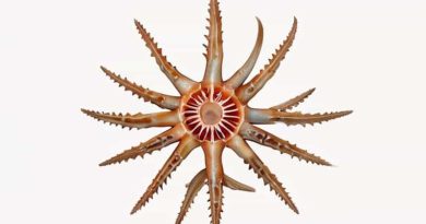 The Calcareous Ossicles In Echinoderms Form The