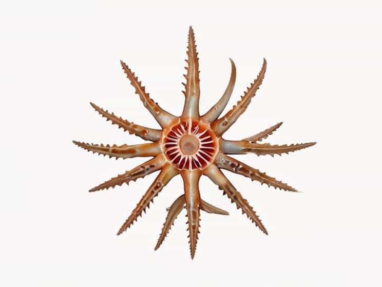 The Calcareous Ossicles In Echinoderms Form The