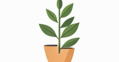 The Same Kind Of Plants Grown And Cultivated