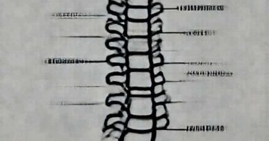 Vertebral Column To Trachea Directional Terms