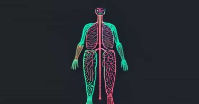 What Is Somatic And Autonomic Nervous System