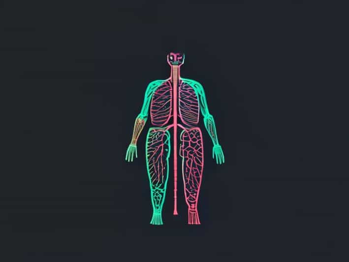 What Is Somatic And Autonomic Nervous System