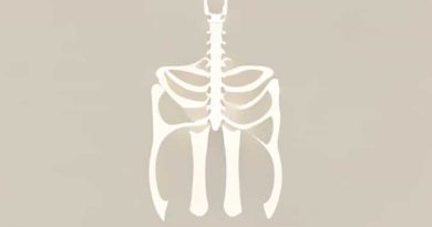 What Is The Difference Between Cartilage And Bone