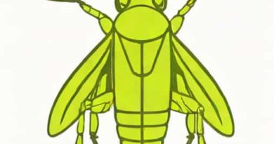 What Is The Scientific Name Of Grasshopper