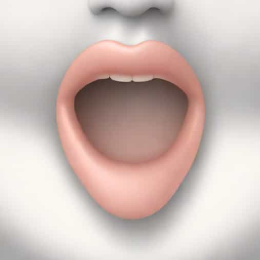 Anterior Surface Of Epiglottis