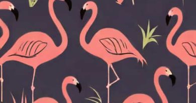 Do Flamingos Lose Their Pink