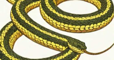Eastern Garter Snake Venomous