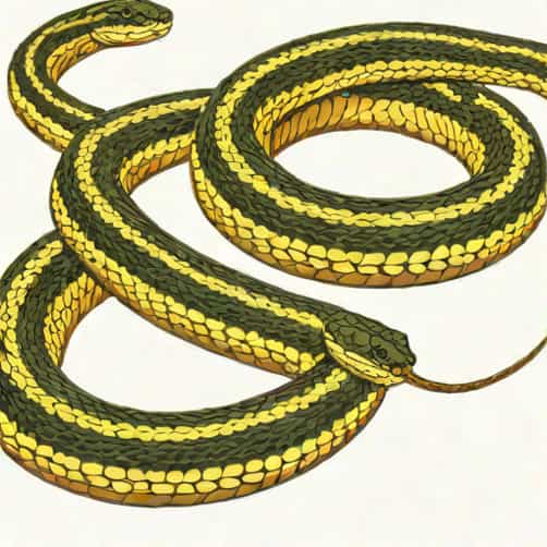 Eastern Garter Snake Venomous