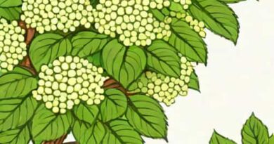 Eastern Snowball Viburnum Zone