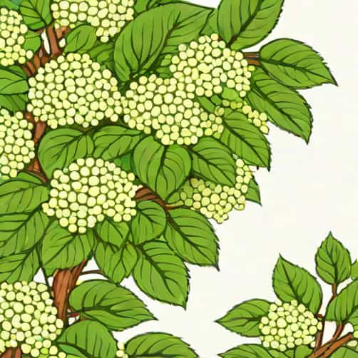 Eastern Snowball Viburnum Zone