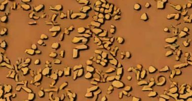 Formation Of Calcareous Soil