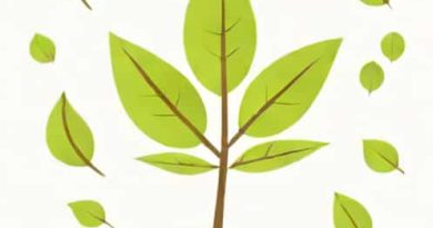 Give The Function Of Petiole
