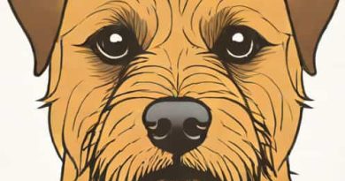 How Much Is A Border Terrier
