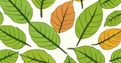 Leaf Base Petiole And Lamina